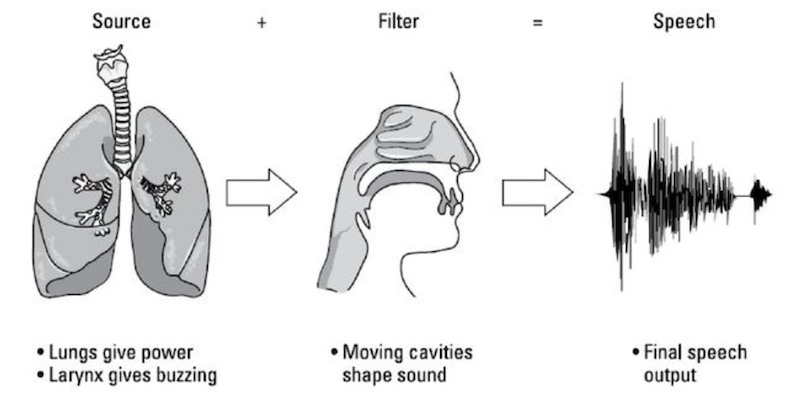 Vocal Tract