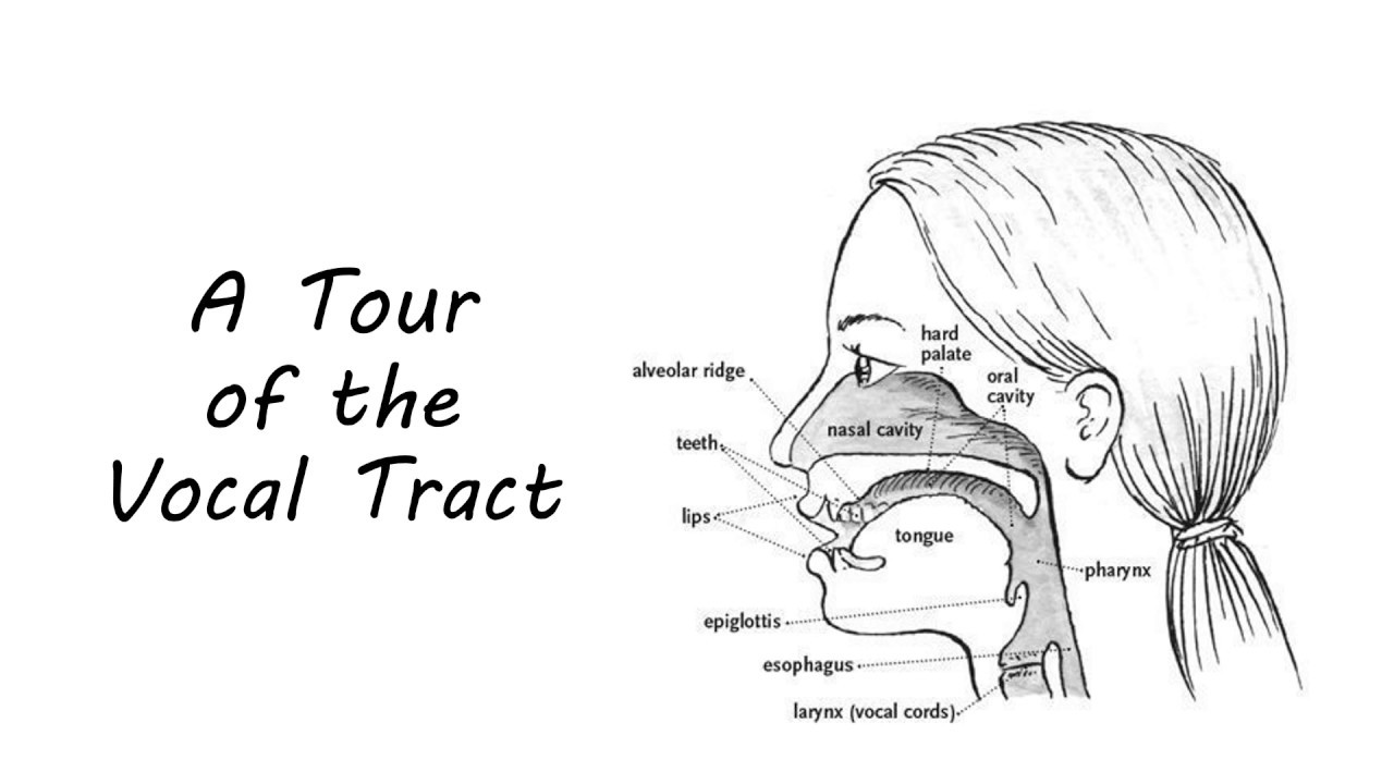 Vocal Tract